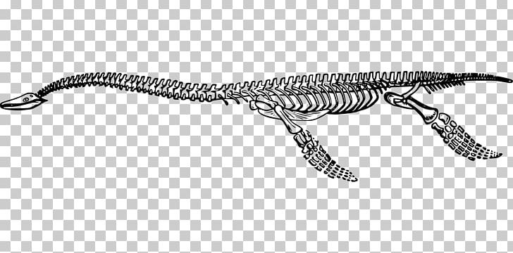 Reptile Plesiosaurus Fossil Extinction PNG, Clipart, Black And White, Bone, Bones, Dinosaur, Extinct Free PNG Download