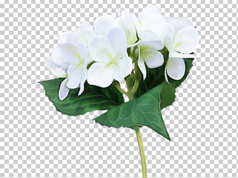 Floral Design PNG, Clipart, Biology, Cornales, Cut Flowers, Floral Design, Flower Free PNG Download