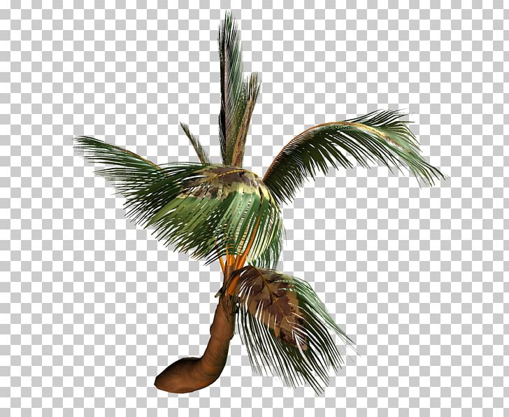 Coconut Arecaceae Tree Painting PNG, Clipart, 565, 566, 567, 568, Agac Resimleri Free PNG Download
