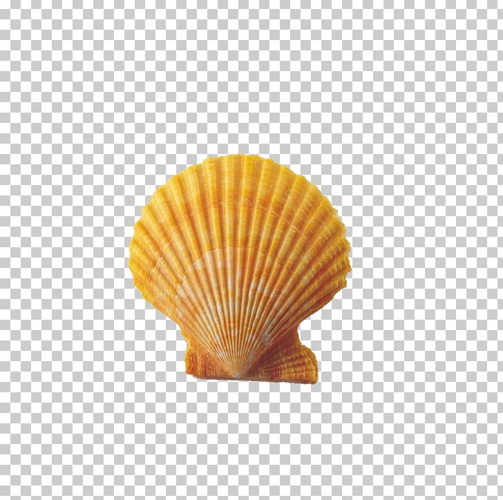 Seashell Conch PNG, Clipart, Art Shell, Bivalve Shell, Clip Art, Cockle, Conch Free PNG Download