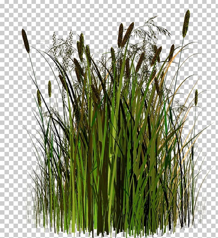 Sweet Grass Vetiver Google S Herbaceous Plant PNG, Clipart, 2017, Advertising, Chrysopogon, Chrysopogon Zizanioides, Commodity Free PNG Download