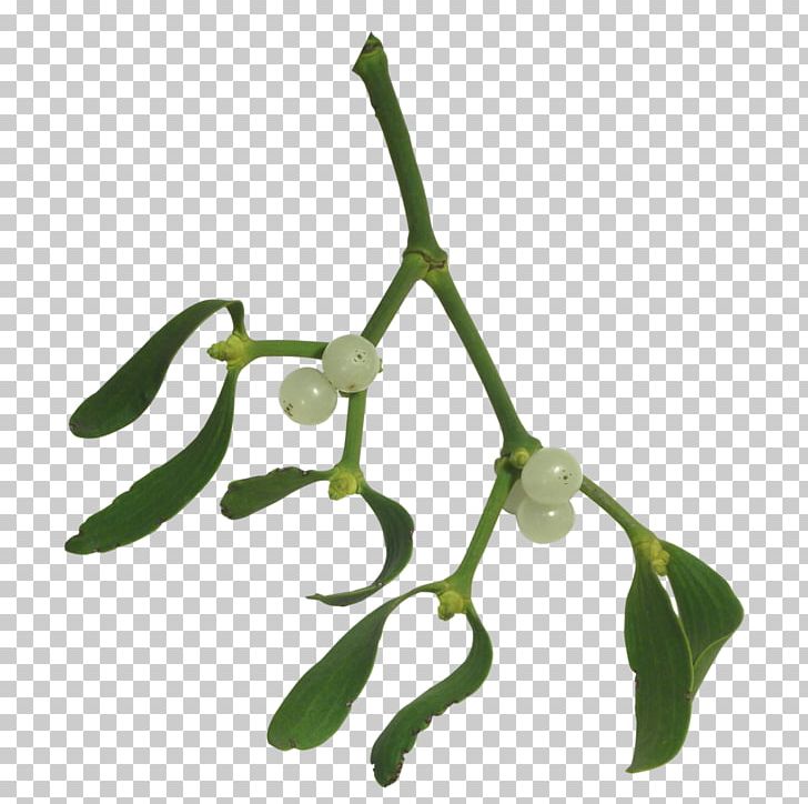 Mistletoe Plant Drawing PNG, Clipart, Branch, Christmas, Computer Icons, Drawing, Food Drinks Free PNG Download