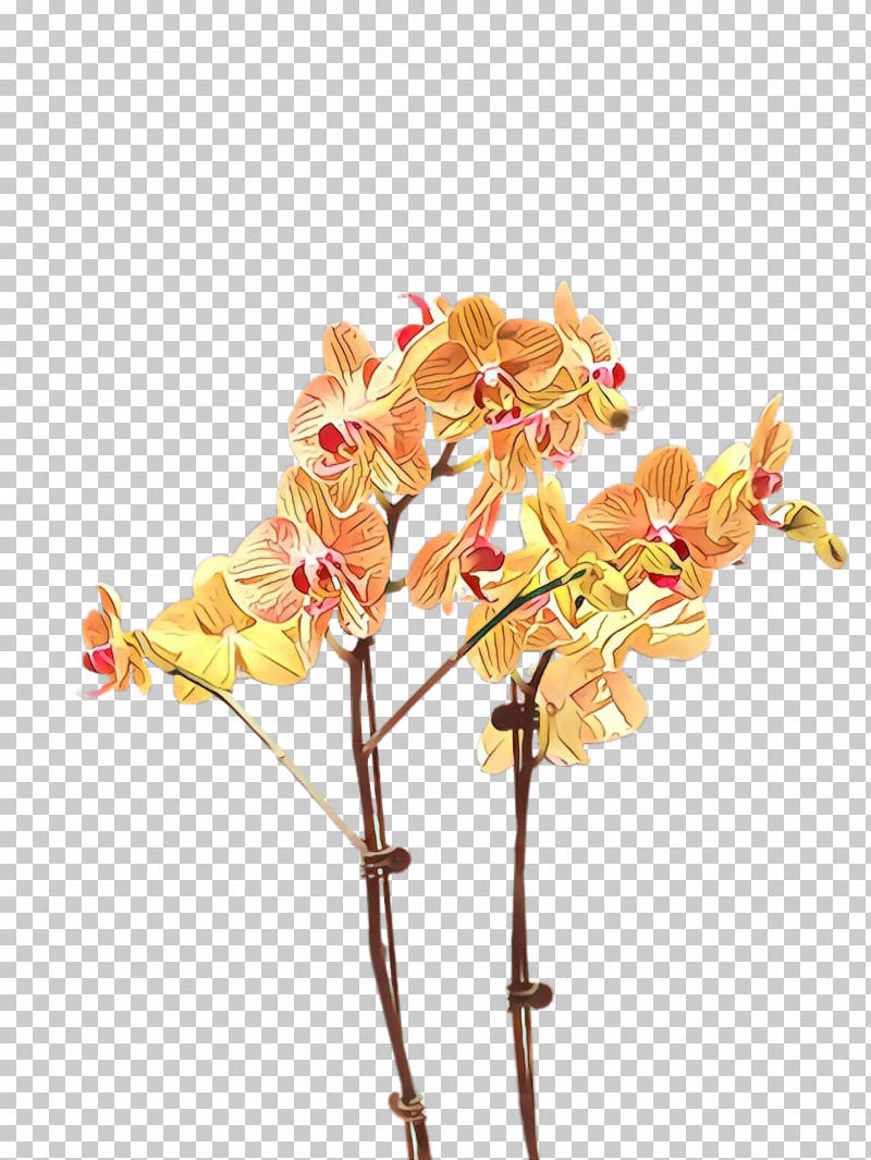 Flower Plant Moth Orchid Cut Flowers Branch PNG, Clipart, Branch, Cut Flowers, Flower, Moth Orchid, Orchid Free PNG Download