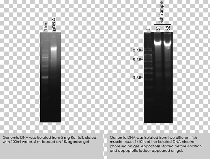 DNA Extraction Genomics Genomic DNA Spin Column-based Nucleic Acid Purification Proteinase K PNG, Clipart, Amines Biotech Private Limited, Brand, Dna, Dna Extraction, Genome Free PNG Download