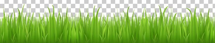 Lawn Grass Adobe Illustrator PNG, Clipart, Adobe Illustrator, Baby, Beauty, Blue, Cleaneating Free PNG Download