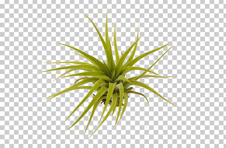 Sky Plant Tillandsia Brachycaulos Spanish Moss Flower PNG, Clipart, Air, Depositphotos, Flower, Flowerpot, Food Drinks Free PNG Download