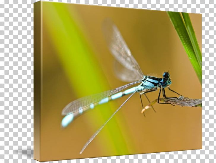 Dragonfly Damselflies Macro Photography PNG, Clipart, Afternoon, Arthropod, Damselfly, Dragonflies And Damseflies, Dragonfly Free PNG Download