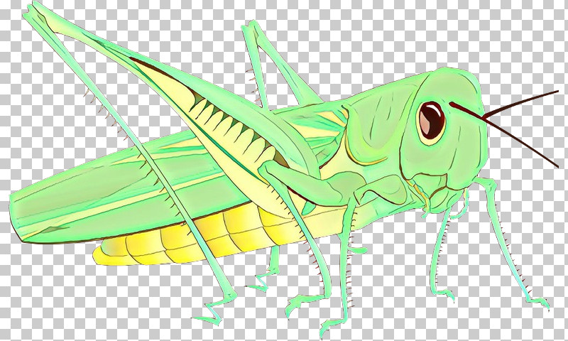 Insect Grasshopper Oecanthidae Cricket-like Insect Locust PNG, Clipart, Cricket, Cricketlike Insect, Grasshopper, Insect, Locust Free PNG Download