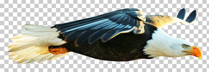 Bald Eagle Bird Beak Desktop PNG, Clipart, Animal, Animal Figure, Animals, Bald Eagle, Beak Free PNG Download