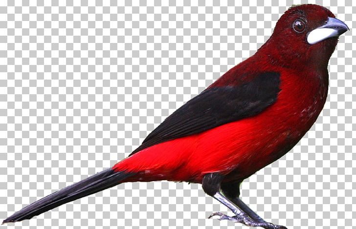 Bird Drawing Northern Cardinal PNG, Clipart, Beak, Bird, Cardinal, Download, Drawing Free PNG Download