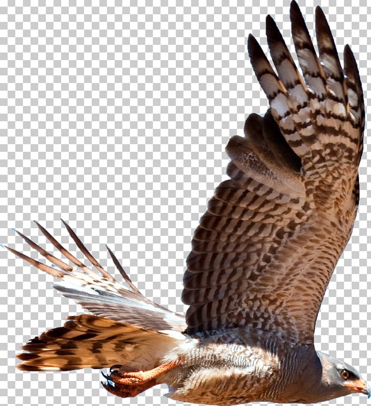 Bird Of Prey Hawk Accipitriformes Falcon PNG, Clipart, Accipitriformes, Animal, Animals, Beak, Bird Free PNG Download