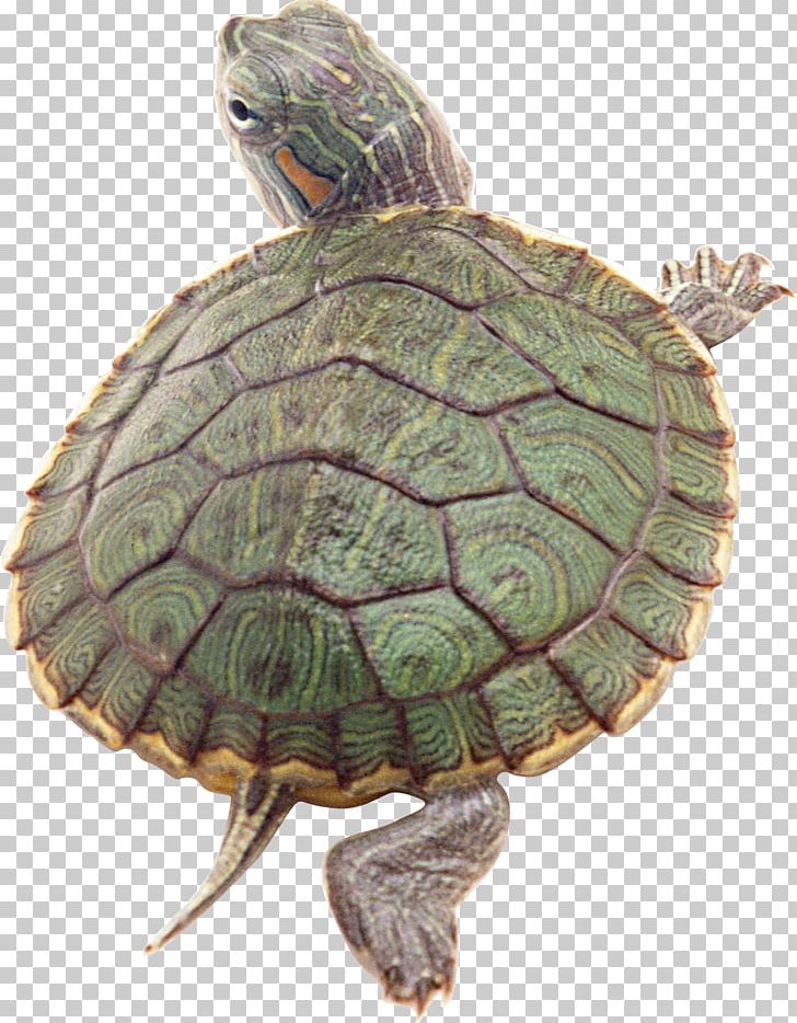Box Turtles Reptile Red-eared Slider Tortoise PNG, Clipart, Animal, Animals, Box Turtle, Box Turtles, Chelydridae Free PNG Download