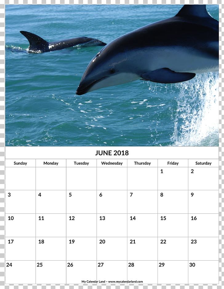 Common Bottlenose Dolphin Southern Right Whale Dolphin Valdes Peninsula Dusky Dolphin PNG, Clipart,  Free PNG Download