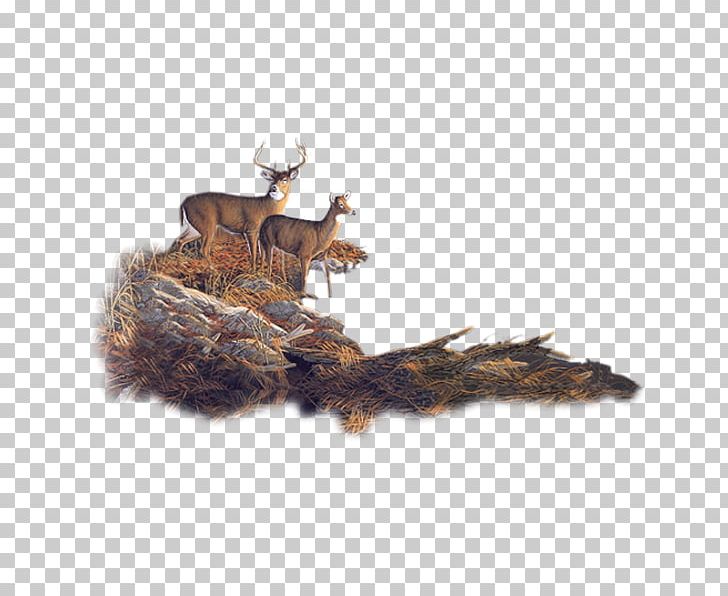 Roe Deer Moose Reindeer Forest PNG, Clipart, Animal, Animals, Autumn, Blog, Christmas Deer Free PNG Download