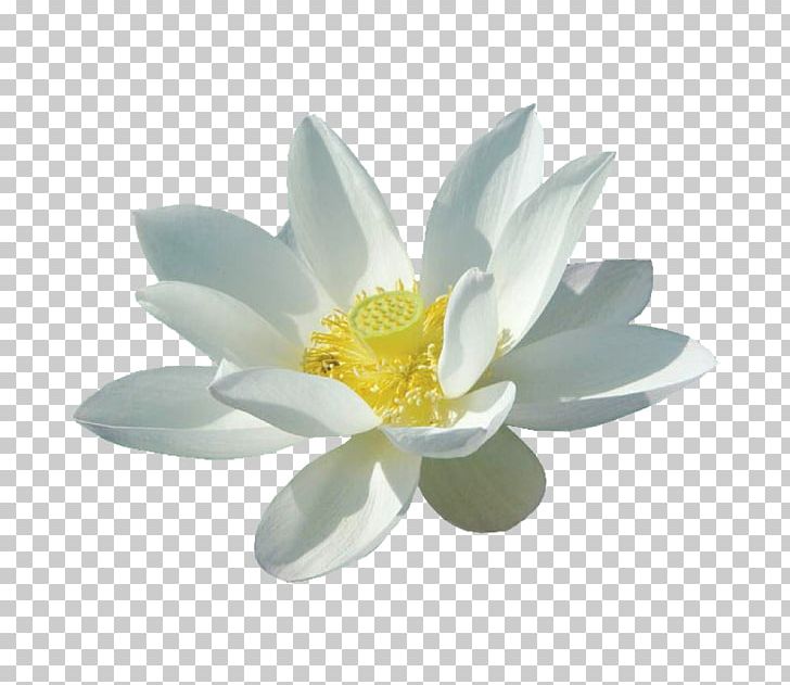 Nelumbo Nucifera White Flower PNG, Clipart, Aquatic Plant, Black White, Blooming, Element, Euclidean Vector Free PNG Download