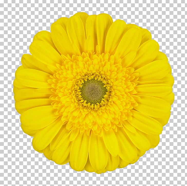 Transvaal Daisy Chrysanthemum Common Sunflower Cut Flowers Marigolds PNG, Clipart, Calendula, Chrysanthemum, Chrysanths, Common Sunflower, Cut Flowers Free PNG Download