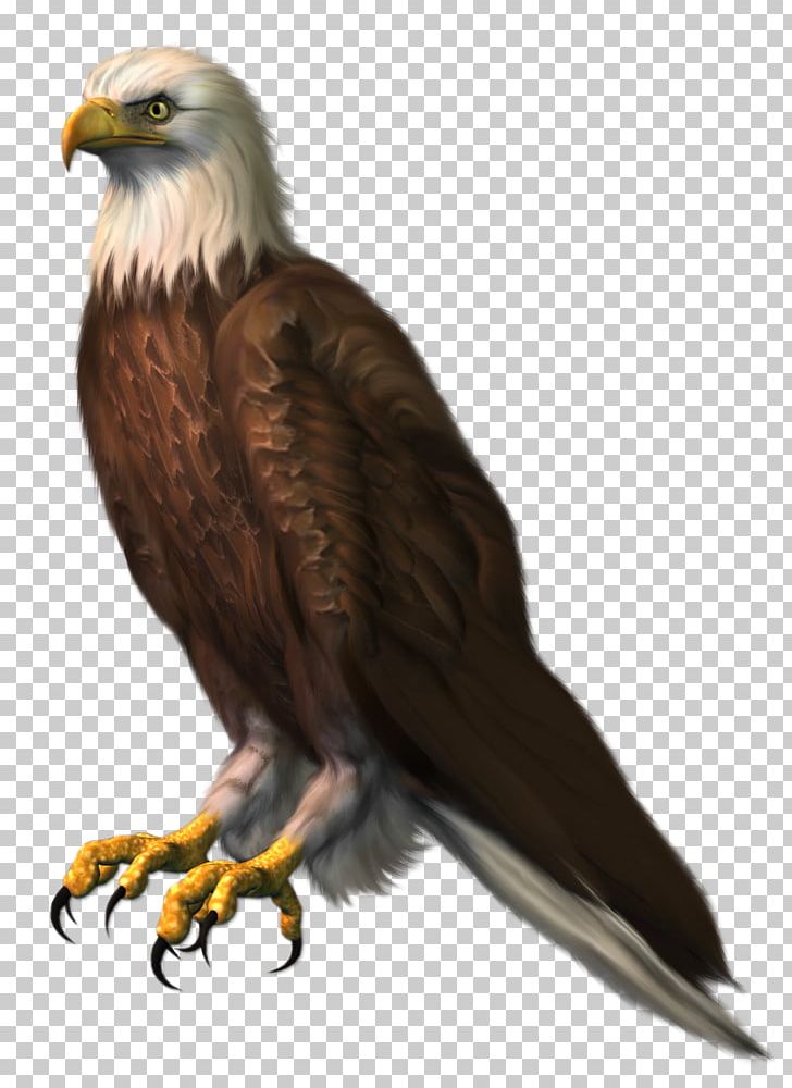 Bald Eagle Bird PNG, Clipart, Accipitridae, Accipitriformes, Animals, Bald Eagle, Beak Free PNG Download