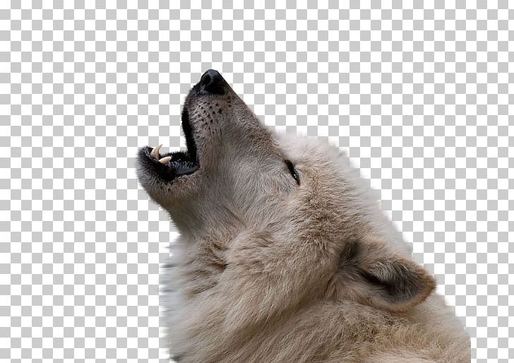 Dog Arctic Wolf Coyote Desktop Howl PNG, Clipart, Animal, Animals, Animal Track, Black Wolf, Canis Free PNG Download