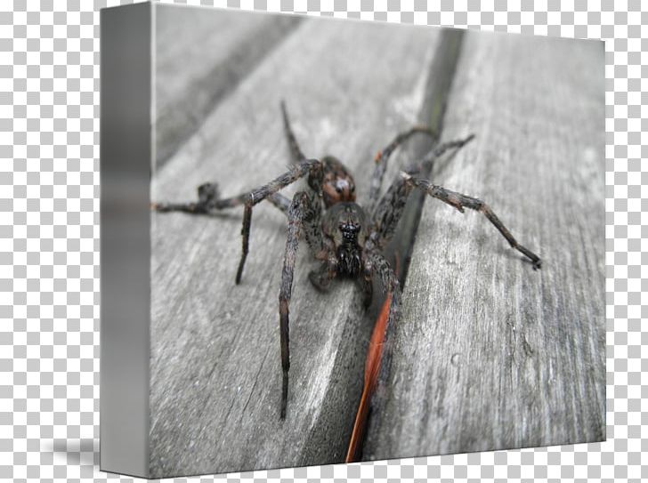 Wolf Spider Insect Pest PNG, Clipart, Arachnid, Arthropod, Insect, Invertebrate, Membrane Winged Insect Free PNG Download