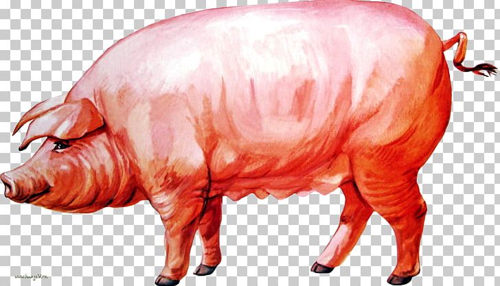 Domestic Pig Hogs And Pigs PNG, Clipart, Animal, Animals, Cattle, Cattle Like Mammal, Computer Icons Free PNG Download
