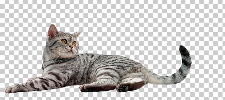 Dragon Li American Shorthair Toyger American Wirehair California Spangled PNG, Clipart, American Shorthair, American Wirehair, Animals, Asian, British Shorthair Free PNG Download