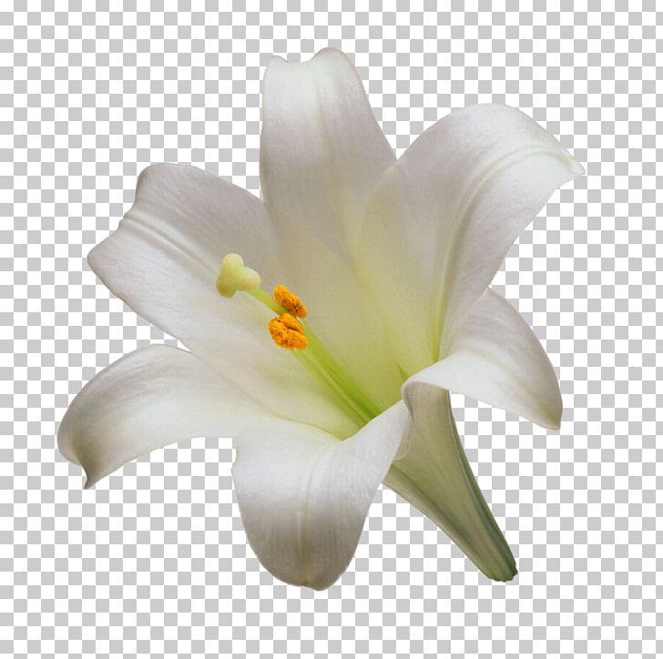 Madonna Lily Cut Flowers Tiger Lily Easter Lily PNG, Clipart, Bulb, Color, Cut Flowers, Easter Lily, Floral Design Free PNG Download