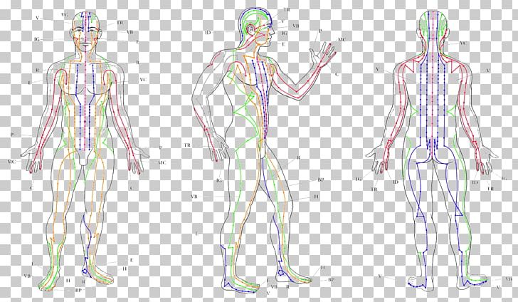 Meridian Acupuncture Traditional Chinese Medicine Therapy PNG, Clipart, Abdomen, Acupressure, Arm, Disease, Face Free PNG Download