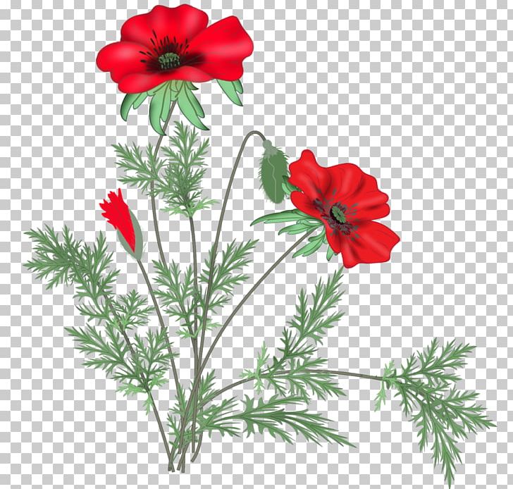 Poppy Flower Blog PNG, Clipart, Anemone, Blog, Cut Flowers, Diary, Flower Free PNG Download