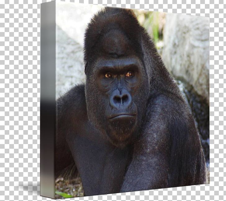 Western Gorilla Common Chimpanzee Monkey Snout Terrestrial Animal PNG, Clipart, Animal, Animals, Chimpanzee, Common Chimpanzee, Didi Amp Friends Free PNG Download