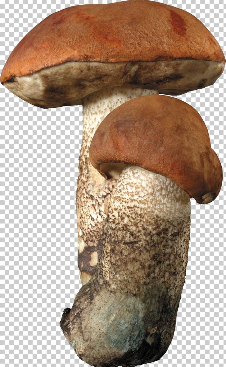 Aspen Mushroom Brown Cap Boletus Fungus Edible Mushroom PNG, Clipart, Artifact, Aspen, Aspen Mushroom, Bolete, Boletus Free PNG Download