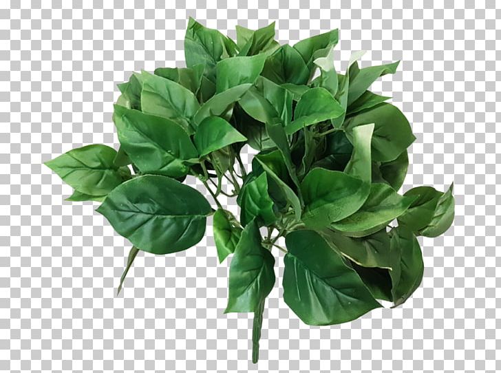 Green JMC Floral Bush Basil Devil's Ivy PNG, Clipart,  Free PNG Download