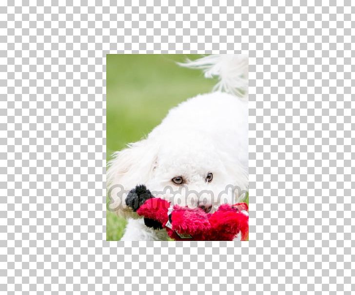 Bichon Frise Maltese Dog Havanese Dog Bolognese Dog Poodle PNG, Clipart, Animals, Bichon, Bichon Frise, Bolognese, Bolognese Dog Free PNG Download
