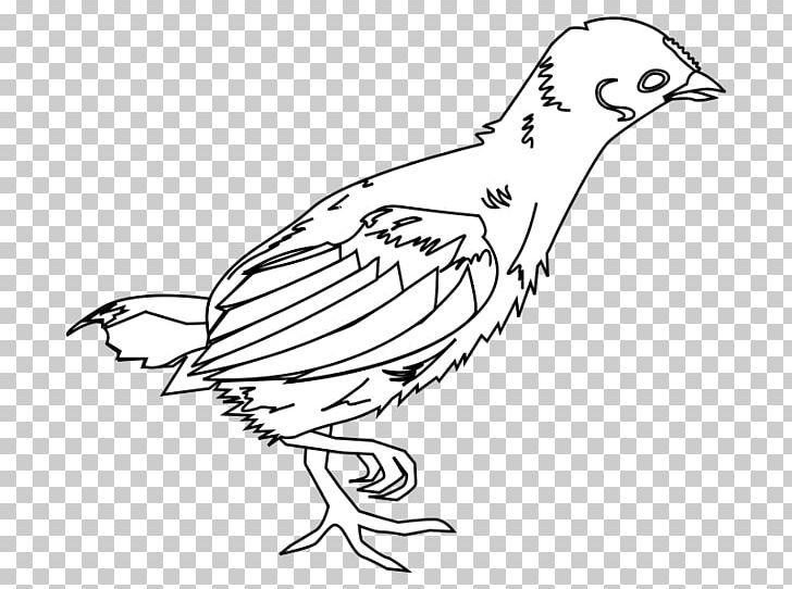 Chicken Broiler Kifaranga Drawing Poultry PNG, Clipart, Animals, Art, Artwork, Beak, Bird Free PNG Download