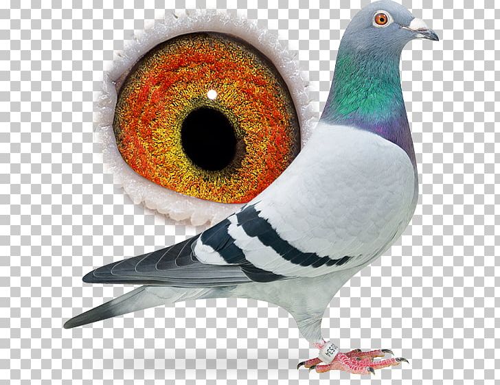 Columbidae Homing Pigeon Rock Dove Pigeon Racing Bird PNG, Clipart, Animals, Beak, Bird, Columbidae, Feather Free PNG Download