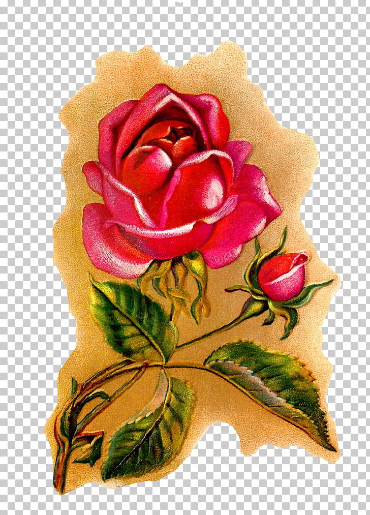 Garden Roses Flower Centifolia Roses Botanical Illustration Botany PNG, Clipart, Botanical Flowers, Botanical Illustration, Botany, Centifolia Roses, Cut Flowers Free PNG Download