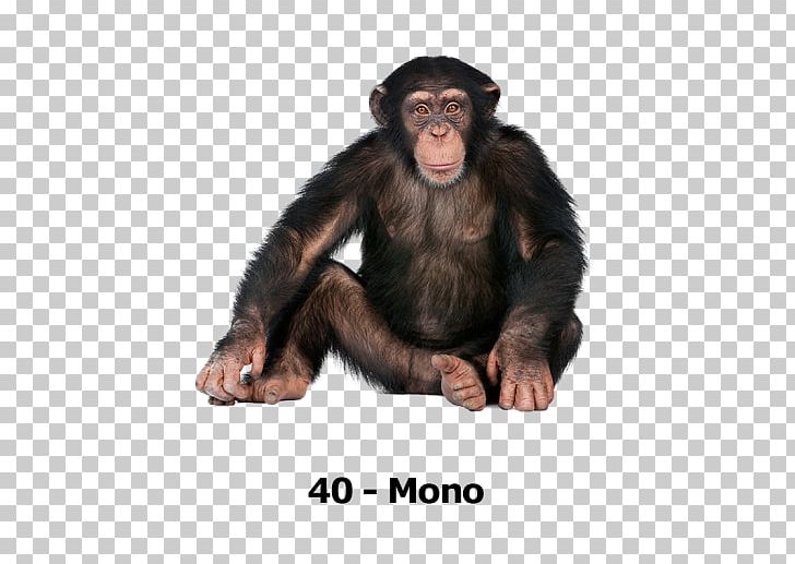 Gorilla Common Chimpanzee Primate Ngamba Island Chimpanzee Sanctuary Monkey PNG, Clipart, Ape, Apes And Monkeys, Chimpanzee, Common Chimpanzee, Fur Free PNG Download