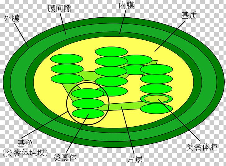 Chloroplast Diagram Cell Thylakoid Light-dependent Reactions PNG, Clipart, Adenosine Triphosphate, Area, Biological Membrane, Biology, Calvin Cycle Free PNG Download