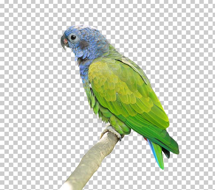 Parrot Lovebird PNG, Clipart, Animals, Beak, Bird, Common Pet Parakeet, Computer Icons Free PNG Download