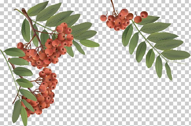 Rowan Bàner Leaf PNG, Clipart, Baner, Berry, Branch, Encapsulated Postscript, Food Free PNG Download
