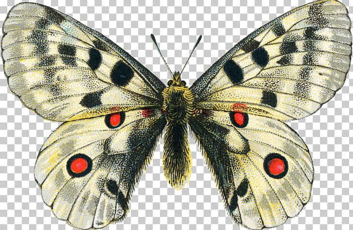 Butterfly Printing PNG, Clipart, Arthropod, Bombycidae, Brush Footed Butterfly, Butterflies And Moths, Butterfly Free PNG Download