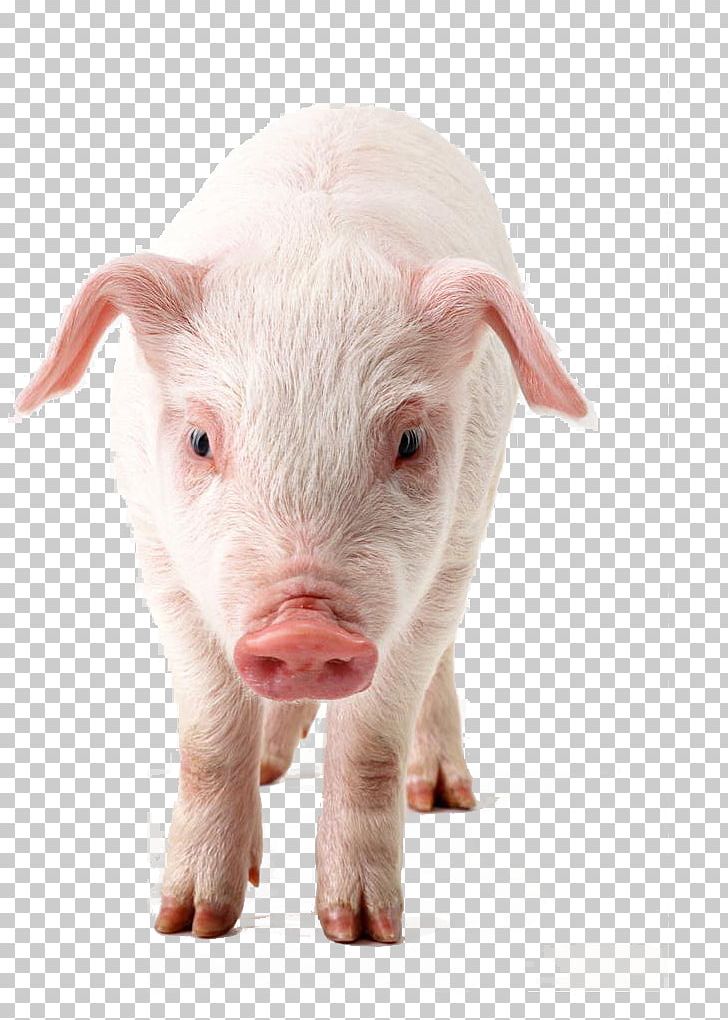 Domestic Pig PNG, Clipart, Animal, Animals, Clipping Path, Coming, Coming Soon Free PNG Download