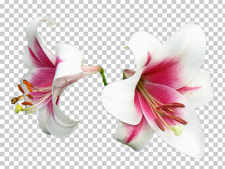 Flower Lilium PNG, Clipart, Amaryllis, Amaryllis Belladonna, Amaryllis Family, Clip Art, Cut Flowers Free PNG Download
