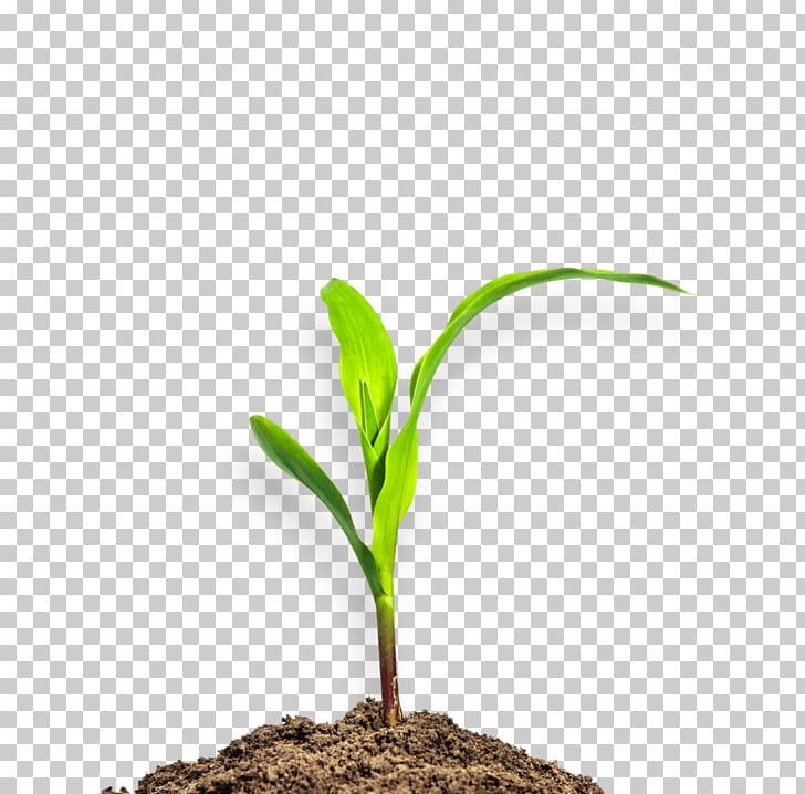 Maize Plant Seedling Stock Photography Soil PNG, Clipart, Baby Corn, Bud, Commodity, Crop, Food Free PNG Download
