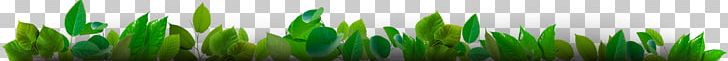 Wheatgrass வேதா இலங்காதிலகம் Tamil Plant Stem PNG, Clipart, Coimbatore, Computer, Computer Wallpaper, Denmark, Desktop Wallpaper Free PNG Download
