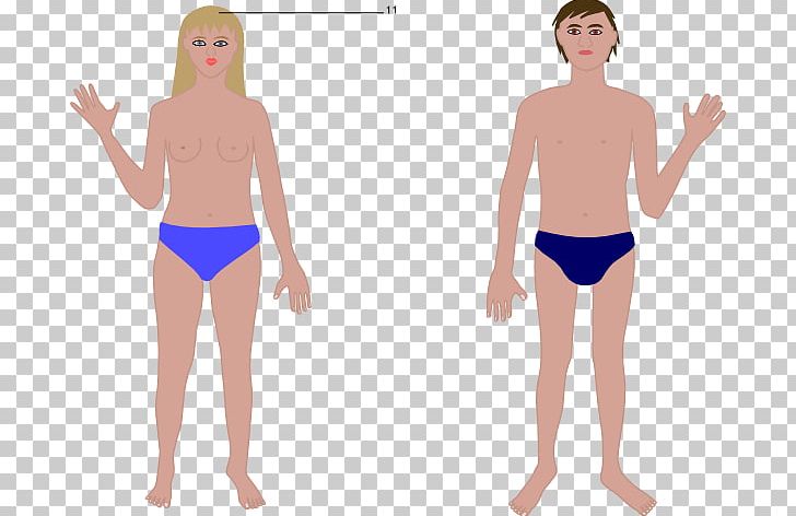 Human Body Woman Anatomy PNG, Clipart, Abdomen, Active Undergarment, Anatomy, Arm, Boy Free PNG Download