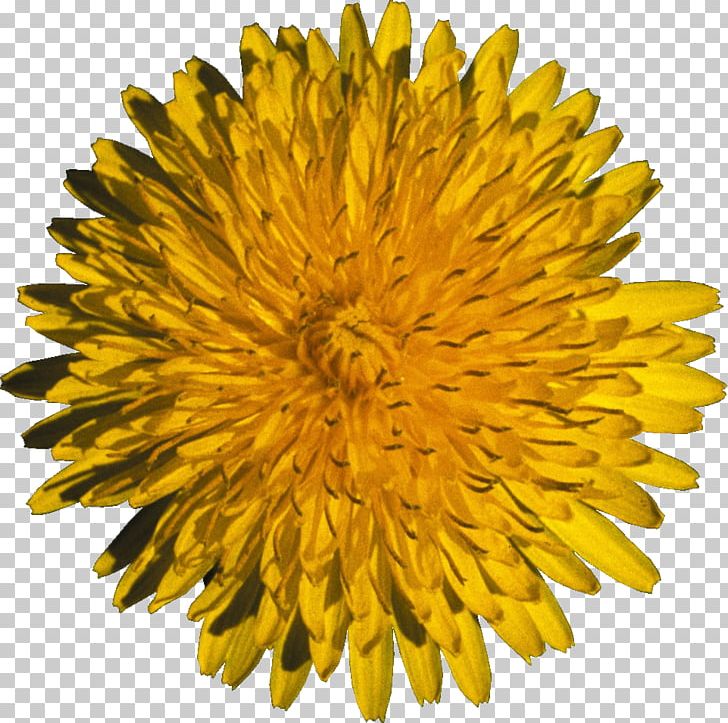 Dandelion Flower Daytime Yellow Seed PNG, Clipart, 29052016, Chrysanthemum, Chrysanths, Daisy Family, Dandelion Free PNG Download