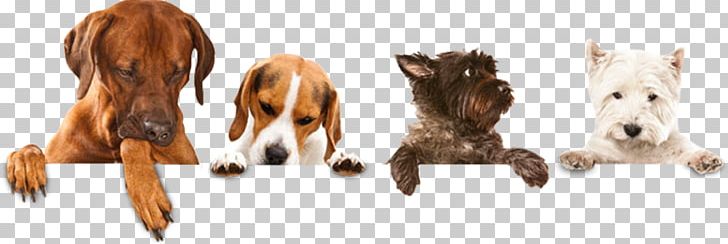 Dog Walking Pet Sitting Puppy Dog Grooming PNG, Clipart, Animal Figure, Breed, Carnivoran, Dog, Dog Breed Free PNG Download