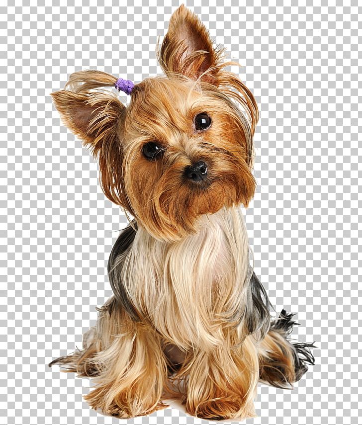 Yorkshire Terrier Puppy Australian Silky Terrier Airedale Terrier Boston Terrier PNG, Clipart, Animals, Australian Silky Terrier, Biewer Terrier, Breed, Bull Terrier Free PNG Download