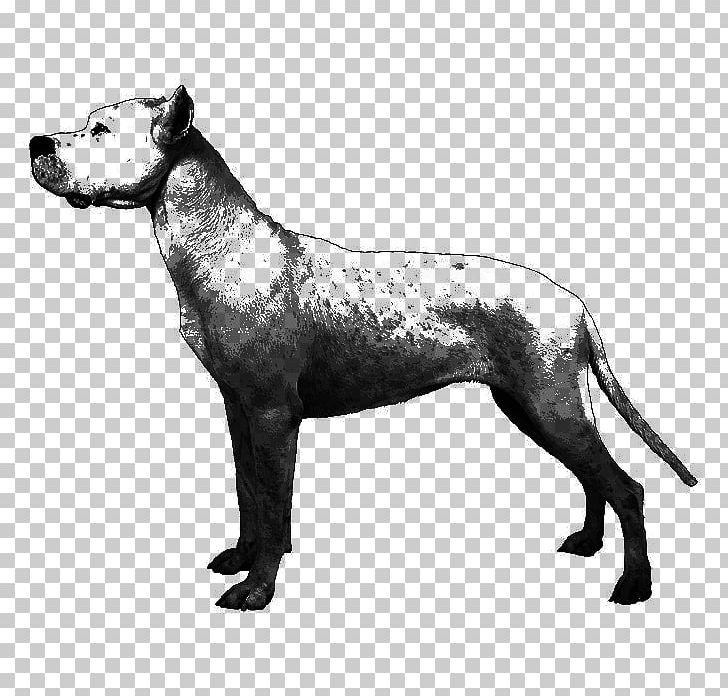 Dog Breed Dogo Argentino English Mastiff Non-sporting Group American Kennel Club PNG, Clipart,  Free PNG Download