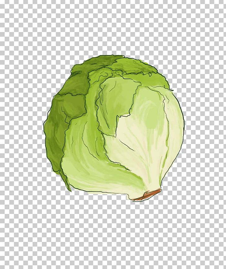 Leaf Vegetable Cabbage Lettuce PNG, Clipart, Cabbage, Collard Greens, Food, Food Drinks, Green Free PNG Download